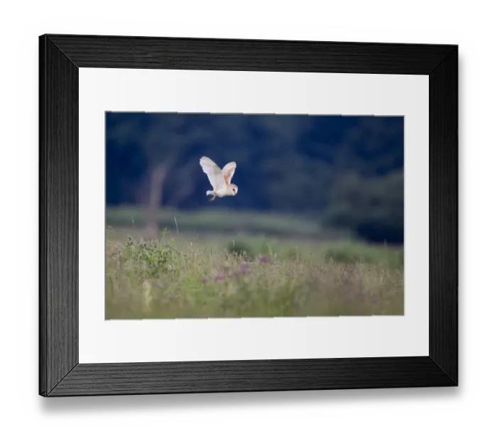 Framed Print : Barn Owl (Tyto alba) adult, in flight over grazing marsh habitat, Suffolk, England, June