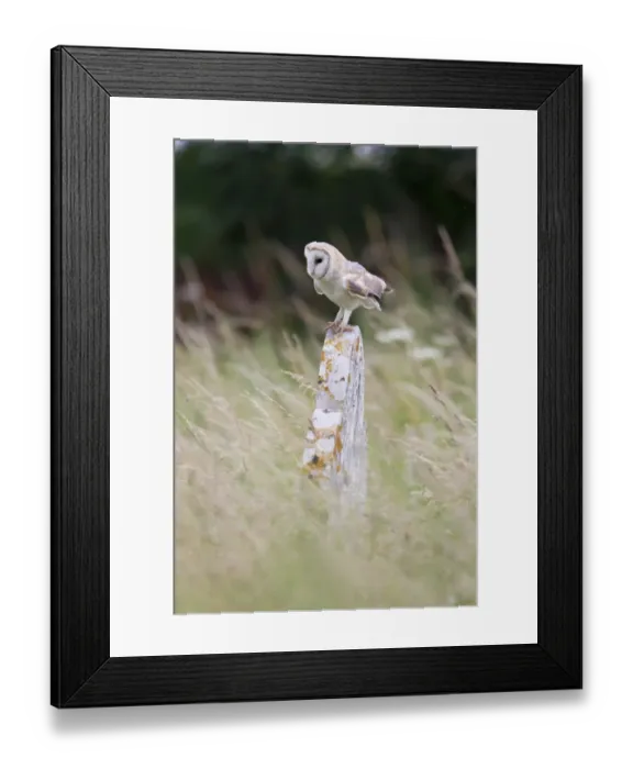 Framed Print : Barn Owl (Tyto alba) adult, perched on gravestone, Suffolk, England, July