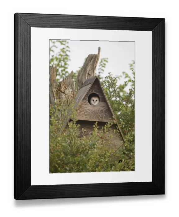 Framed Print : Barn Owl (Tyto alba) chick, looking out from nestbox, Suffolk, England, July Framed Print : Barn Owl (Tyto alba) chick, looking out from nestbox, Suffolk, England, July