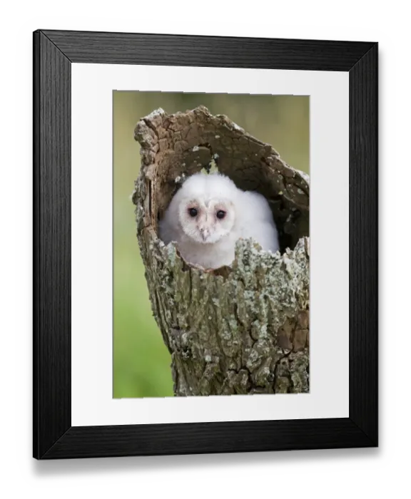 Framed Print : Barn Owl (Tyto alba) chick, perched in hollow trunk, July (captive) Framed Print : Barn Owl (Tyto alba) chick, perched in hollow trunk, July (captive)