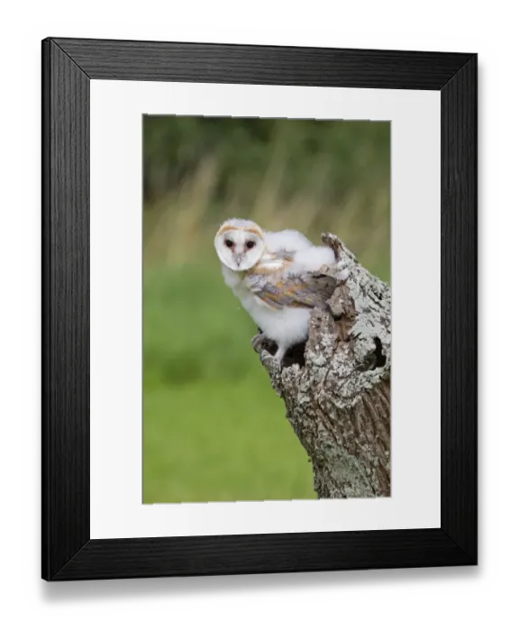 Framed Print : Barn Owl (Tyto alba) chick, perched in hollow trunk, August (captive) Framed Print : Barn Owl (Tyto alba) chick, perched in hollow trunk, August (captive)