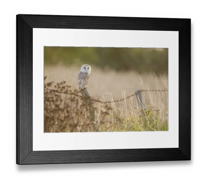 Framed Print : Barn Owl (Tyto alba) adult, perched on fencepost, Suffolk, England, July Framed Print : Barn Owl (Tyto alba) adult, perched on fencepost, Suffolk, England, July