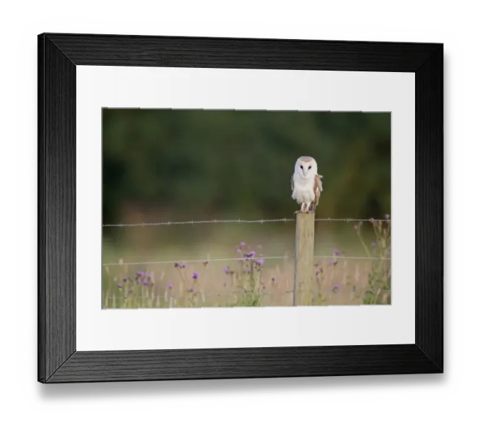 Framed Print : Barn Owl (Tyto alba) adult, perched on fencepost, Suffolk, England, July Framed Print : Barn Owl (Tyto alba) adult, perched on fencepost, Suffolk, England, July