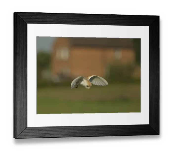 Framed Print : Barn Owl (Tyto alba) adult, in flight, hunting over field at dawn, with house in background, Lincolnshire, England, May