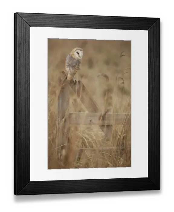 Framed Print : Barn Owl (Tyto alba) adult, perched on gate in reedbed, Lincolnshire, England, March Framed Print : Barn Owl (Tyto alba) adult, perched on gate in reedbed, Lincolnshire, England, March