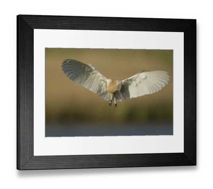 Framed Print : Barn Owl (Tyto alba) adult, in flight, hunting at dawn, Lincolnshire, England, May Framed Print : Barn Owl (Tyto alba) adult, in flight, hunting at dawn, Lincolnshire, England, May