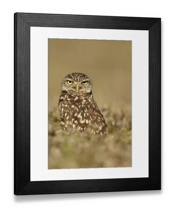 Framed Print : Burrowing Owl (Speotyto cunicularia) adult, in direct stare, standing in hollow near burrow, Cape Coral, Florida Framed Print : Burrowing Owl (Speotyto cunicularia) adult, in direct stare, standing in hollow near burrow, Cape Coral, Florida