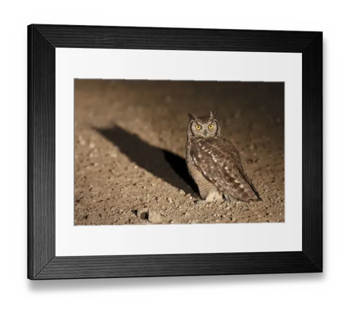 Framed Print : Spotted Eagle-owl (Bubo africanus) adult, standing on ground, spotlit at night, Kgalagadi Transfrontier Park Framed Print : Spotted Eagle-owl (Bubo africanus) adult, standing on ground, spotlit at night, Kgalagadi Transfrontier Park