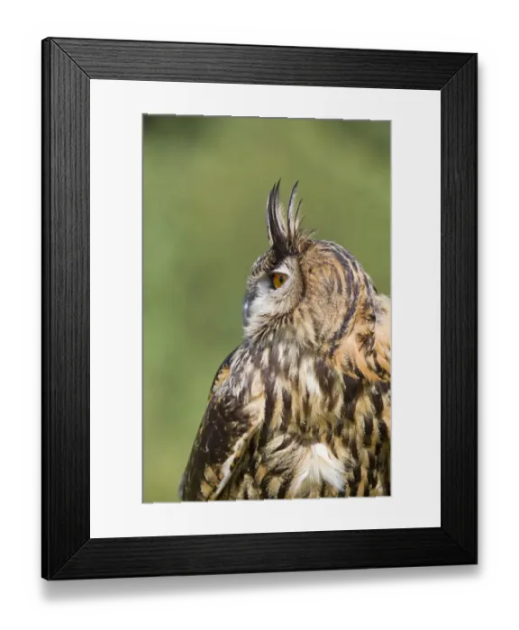 Framed Print : Eurasian Eagle-owl (Bubo bubo) adult, close-up of head and chest, profile with raised ear tufts, September (captive) Framed Print : Eurasian Eagle-owl (Bubo bubo) adult, close-up of head and chest, profile with raised ear tufts, September (captive)