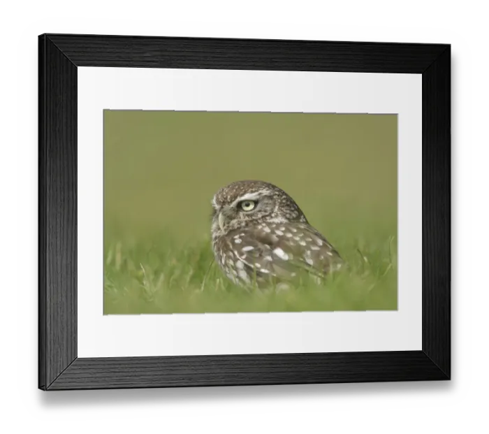Framed Print : Little Owl (Athene noctua) adult, standing on grass, North Yorkshire, England, august (captive) Framed Print : Little Owl (Athene noctua) adult, standing on grass, North Yorkshire, England, august (captive)
