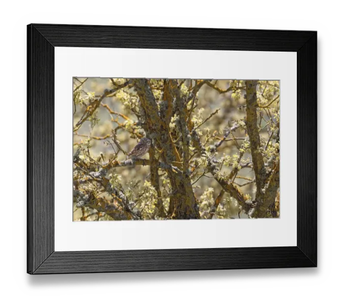 Framed Print : Little Owl (Athene noctua) adult, perched on lichen covered branch in tree, Lesvos, Greece, april Framed Print : Little Owl (Athene noctua) adult, perched on lichen covered branch in tree, Lesvos, Greece, april
