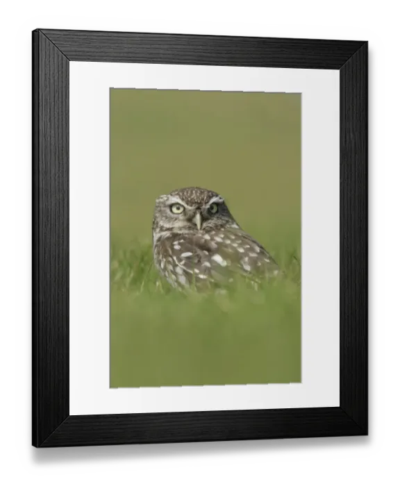 Framed Print : Little Owl (Athene noctua) adult, standing on grass, North Yorkshire, England, august (captive)