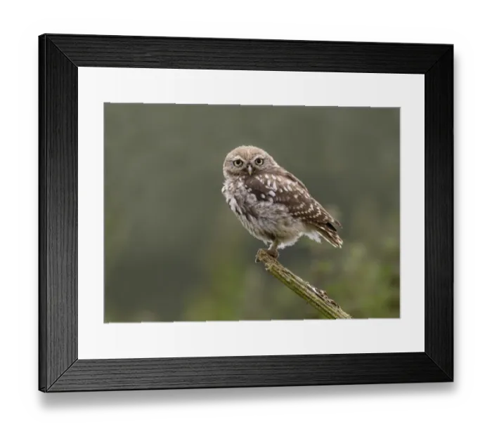 Framed Print : Little Owl (Athene noctua) young, perched on rotting wooden plank, Leicestershire, England, july Framed Print : Little Owl (Athene noctua) young, perched on rotting wooden plank, Leicestershire, England, july