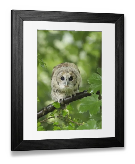 Framed Print : Tawny Owl (Strix aluco) juvenile, first year male, perched on Sycamore (Acer pseudoplatanus) branch, after rain shower Framed Print : Tawny Owl (Strix aluco) juvenile, first year male, perched on Sycamore (Acer pseudoplatanus) branch, after rain shower