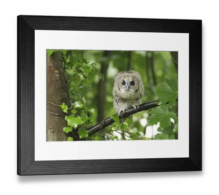 Framed Print : Tawny Owl (Strix aluco) juvenile, first year male, perched on Sycamore (Acer pseudoplatanus) branch, after rain shower Framed Print : Tawny Owl (Strix aluco) juvenile, first year male, perched on Sycamore (Acer pseudoplatanus) branch, after rain shower