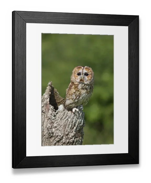 Framed Print : Tawny Owl (Strix aluco) adult, perched on hollow tree stump, July (captive) Framed Print : Tawny Owl (Strix aluco) adult, perched on hollow tree stump, July (captive)