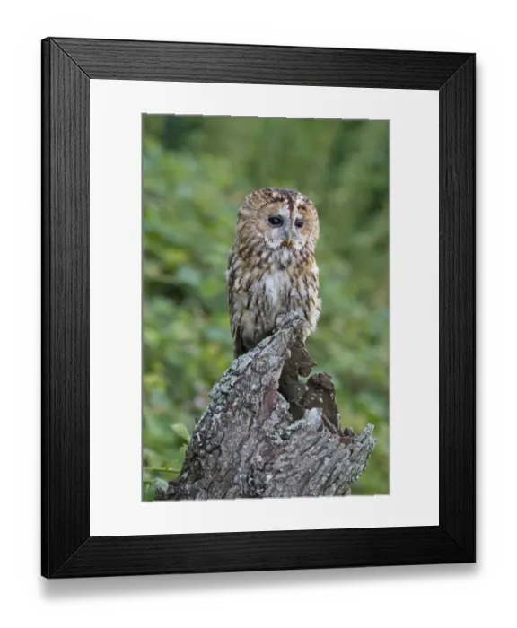 Framed Print : Tawny Owl (Strix aluco) adult, perched on hollow tree stump, August (captive) Framed Print : Tawny Owl (Strix aluco) adult, perched on hollow tree stump, August (captive)