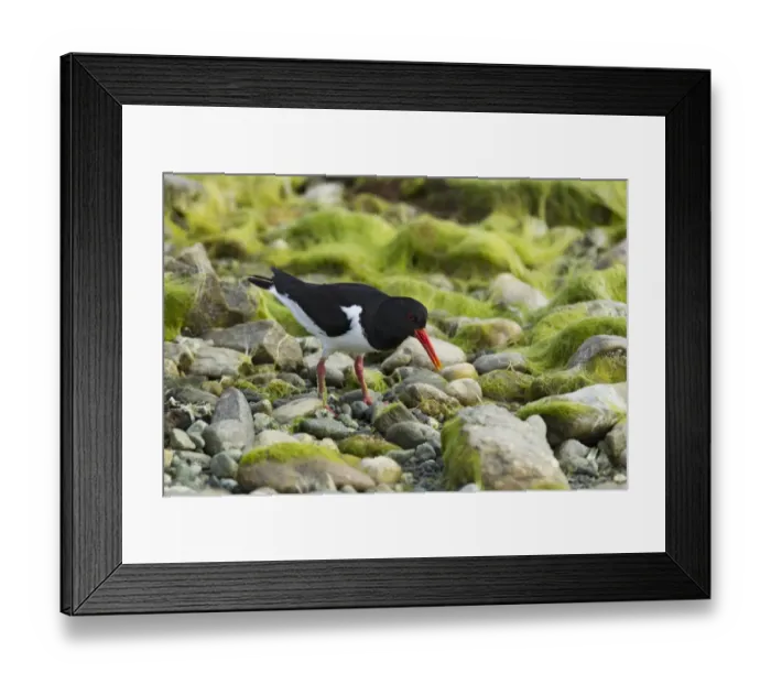 Framed Print : Eurasian Oystercatcher (Haematopus ostralegus) adult, summer plumage, foraging amongst seaweed covered rocks on beach Framed Print : Eurasian Oystercatcher (Haematopus ostralegus) adult, summer plumage, foraging amongst seaweed covered rocks on beach