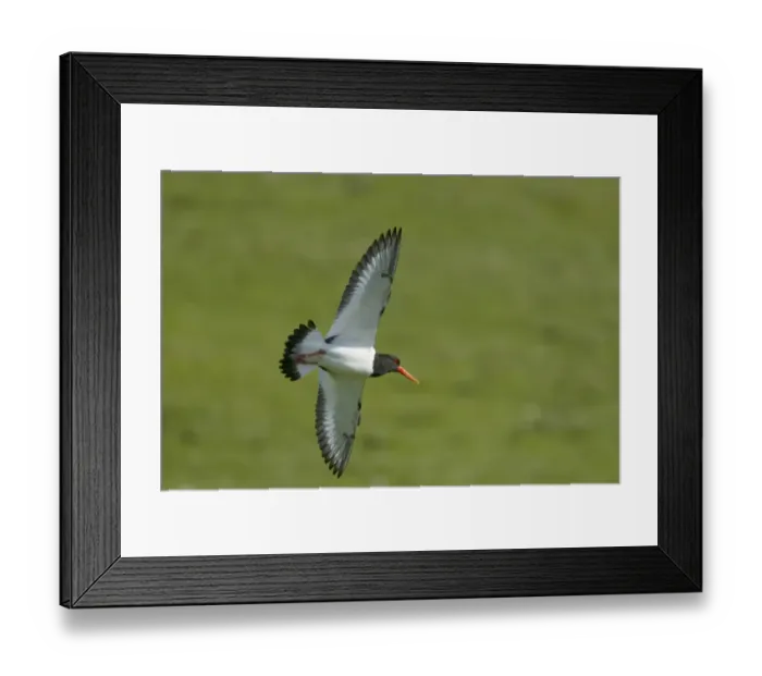 Framed Print : Eurasian Oystercatcher (Haematopus ostralegus) adult, summer plumage, in flight, Shetland Islands, Scotland, June Framed Print : Eurasian Oystercatcher (Haematopus ostralegus) adult, summer plumage, in flight, Shetland Islands, Scotland, June