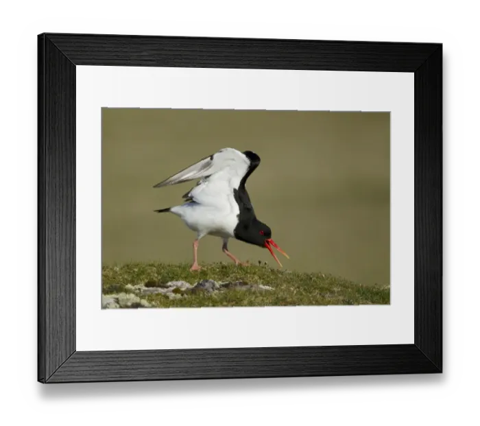 Framed Print : Eurasian Oystercatcher (Haematopus ostralegus) adult, summer plumage, calling and stretching wings Framed Print : Eurasian Oystercatcher (Haematopus ostralegus) adult, summer plumage, calling and stretching wings