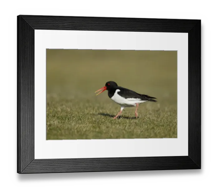Framed Print : Eurasian Oystercatcher (Haematopus ostralegus) adult, summer plumage, calling, running across coastal grassland Framed Print : Eurasian Oystercatcher (Haematopus ostralegus) adult, summer plumage, calling, running across coastal grassland