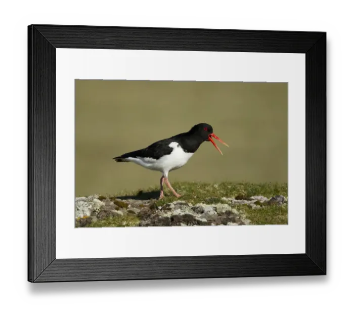 Framed Print : Eurasian Oystercatcher (Haematopus ostralegus) adult, summer plumage, calling Framed Print : Eurasian Oystercatcher (Haematopus ostralegus) adult, summer plumage, calling