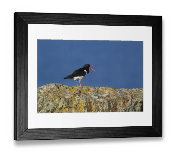 Framed Print : Eurasian Oystercatcher (Haematopus ostralegus) adult, summer plumage, standing on rocky clifftop, Shetland Islands