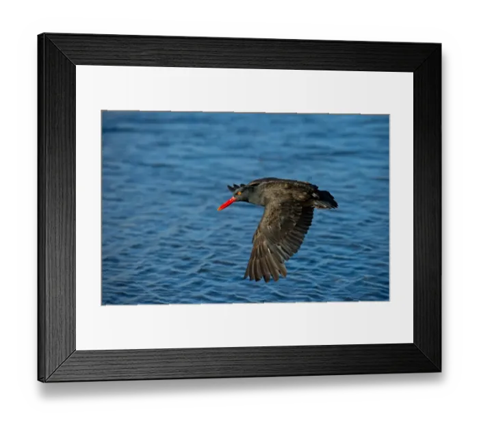 Framed Print : Blackish Oystercatcher (Haematopus ater) adult, in flight over sea, Falkland Islands, february Framed Print : Blackish Oystercatcher (Haematopus ater) adult, in flight over sea, Falkland Islands, february