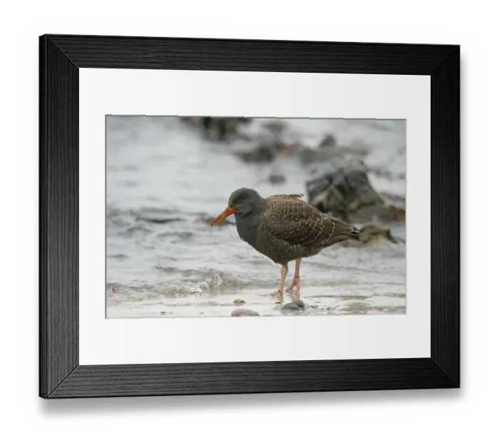 Framed Print : Blackish Oystercatcher (Haematopus ater) juvenile, standing on beach, Falkland Islands, february Framed Print : Blackish Oystercatcher (Haematopus ater) juvenile, standing on beach, Falkland Islands, february