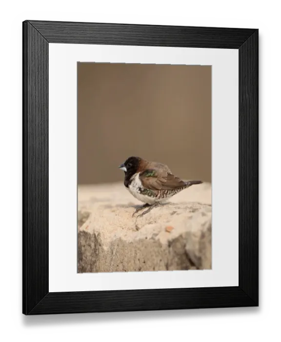 Framed Print : Bronze Munia (Lonchura cucullata) adult, standing on wall, Western Division, Gambia, february Framed Print : Bronze Munia (Lonchura cucullata) adult, standing on wall, Western Division, Gambia, february