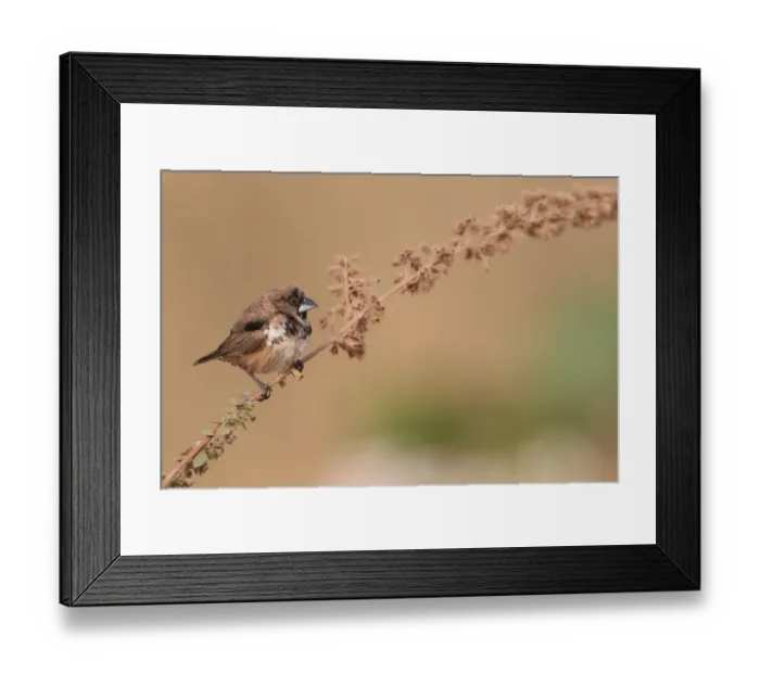 Framed Print : Bronze Munia (Lonchura cucullata) adult, perched on stem, Western Division, Gambia, february