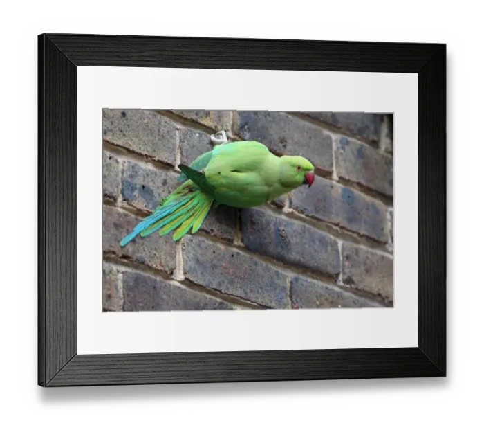 Framed Print : Rose-ringed Parakeet (Psittacula krameri) adult female, clinging to brick wall in city, London, England, january Framed Print : Rose-ringed Parakeet (Psittacula krameri) adult female, clinging to brick wall in city, London, England, january