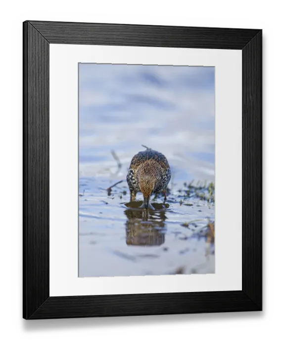Framed Print : Common Starling (Sturnus vulgaris) adult, winter plumage, feeding on invertebrates in water, Suffolk, England, November