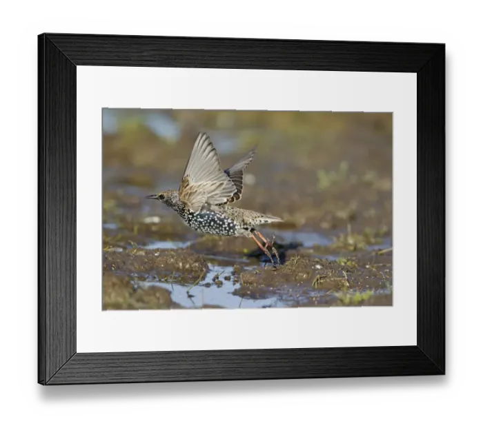 Framed Print : Common Starling (Sturnus vulgaris) adult, winter plumage, in flight, taking off from mud, Suffolk, England, November Framed Print : Common Starling (Sturnus vulgaris) adult, winter plumage, in flight, taking off from mud, Suffolk, England, November
