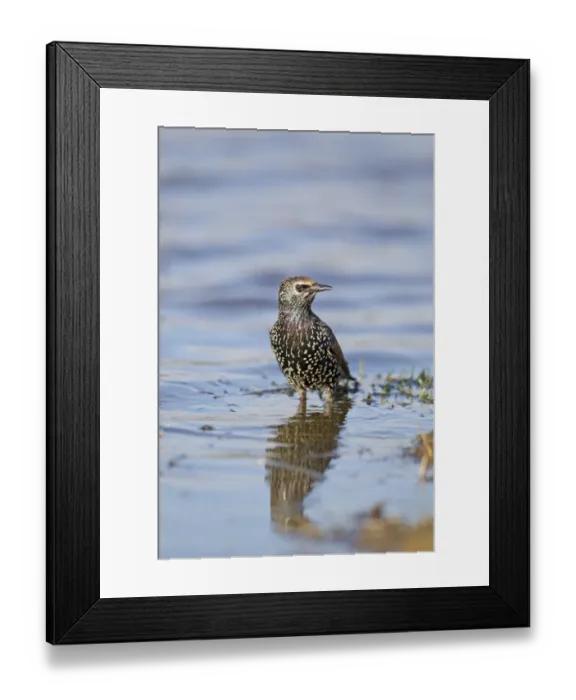 Framed Print : Common Starling (Sturnus vulgaris) adult, winter plumage, standing in water, Suffolk, England, November Framed Print : Common Starling (Sturnus vulgaris) adult, winter plumage, standing in water, Suffolk, England, November