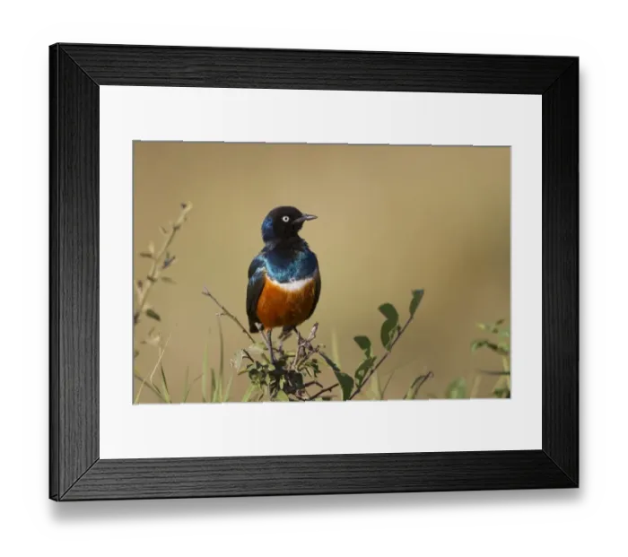 Framed Print : Superb Starling (Lamprotornis superbus) adult, perched on twig, Masai Mara, Kenya, August Framed Print : Superb Starling (Lamprotornis superbus) adult, perched on twig, Masai Mara, Kenya, August