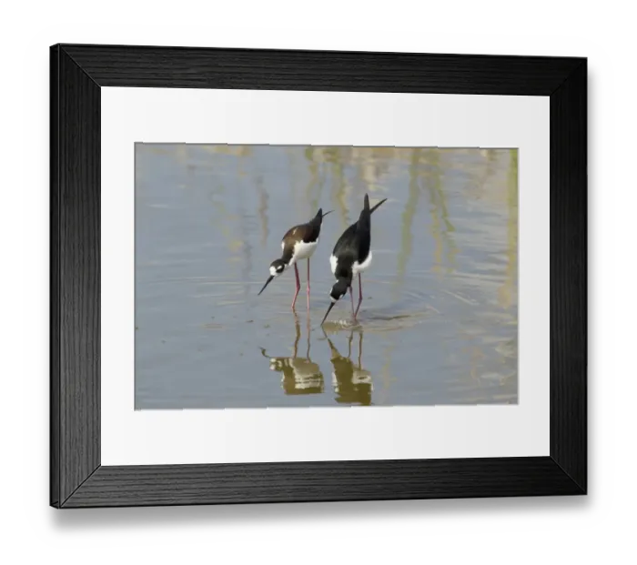 Framed Print : Black-necked Stilt (Himantopus mexicanus) adult pair, courtship display in water, South Padre Island, Texas, U. S. A