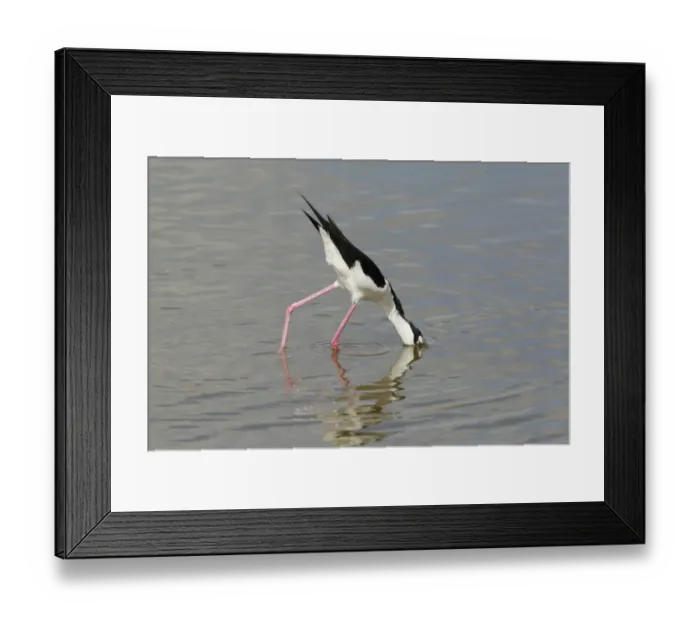 Framed Print : Black-necked Stilt (Himantopus mexicanus) adult male, feeding in water, South Padre Island, Texas, U. S. A. april Framed Print : Black-necked Stilt (Himantopus mexicanus) adult male, feeding in water, South Padre Island, Texas, U. S. A. april