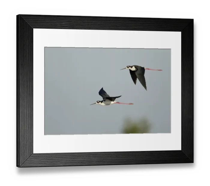 Framed Print : Black-necked Stilt (Himantopus mexicanus) two adult males, in flight, South Padre Island, Texas, U. S. A Framed Print : Black-necked Stilt (Himantopus mexicanus) two adult males, in flight, South Padre Island, Texas, U. S. A