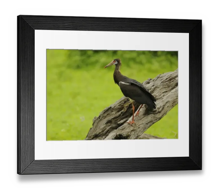 Framed Print : Abdims Stork (Ciconia abdimii) adult, standing on dead tree, Ruaha N. P. Tanzania, january Framed Print : Abdims Stork (Ciconia abdimii) adult, standing on dead tree, Ruaha N. P. Tanzania, january