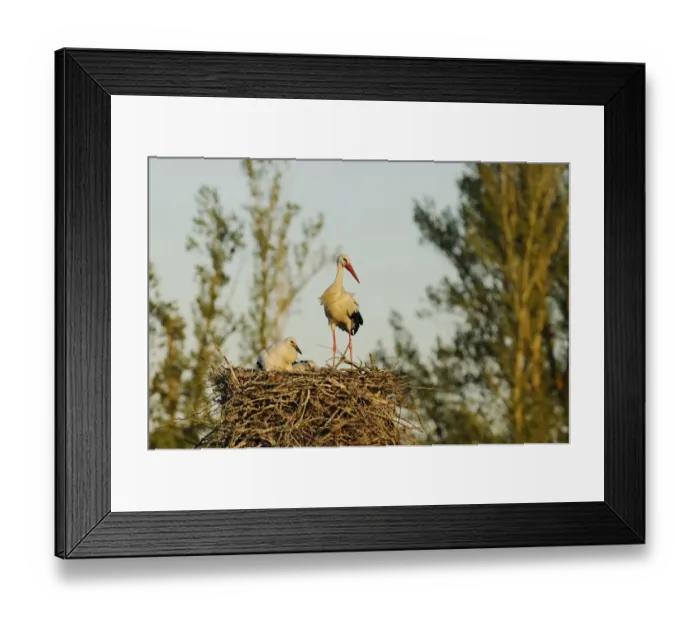 Framed Print : White Stork (Ciconia ciconia) adult with chicks, at nest, Spain, june Framed Print : White Stork (Ciconia ciconia) adult with chicks, at nest, Spain, june