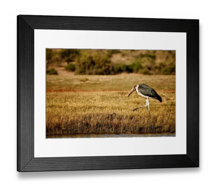 Framed Print : Marabou Stork (Leptoptilos crumeniferus) adult, walking at edge of water, Chobe N. P. Botswana, July Framed Print : Marabou Stork (Leptoptilos crumeniferus) adult, walking at edge of water, Chobe N. P. Botswana, July