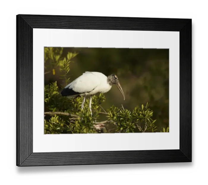 Framed Print : Wood Stork (Mycteria americana) adult, standing on branches in mangrove treetop, Florida, U. S. A. February Framed Print : Wood Stork (Mycteria americana) adult, standing on branches in mangrove treetop, Florida, U. S. A. February