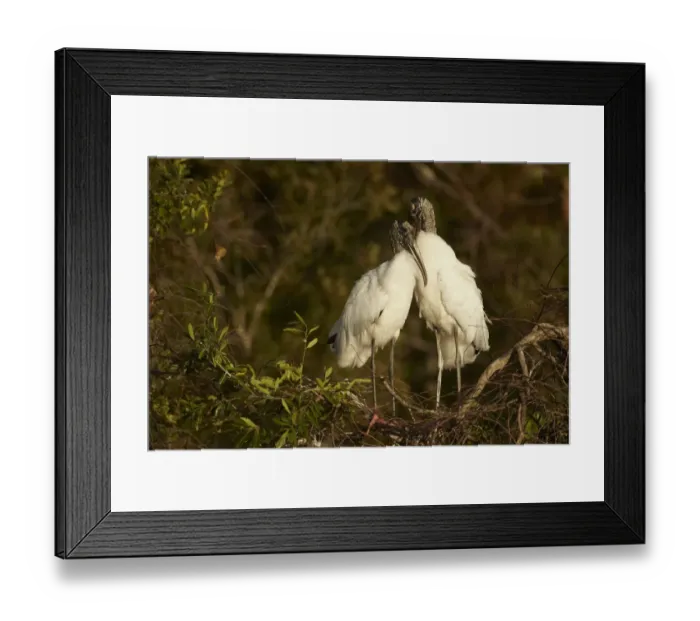 Framed Print : Wood Stork (Mycteria americana) adult pair, bonding behaviour at nestsite in mangrove treetops, Florida, U. S. A