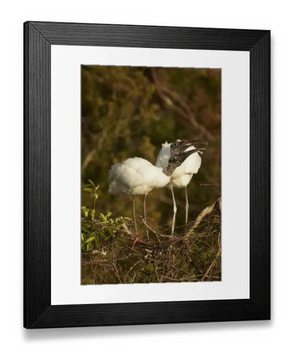 Framed Print : Wood Stork (Mycteria americana) adult pair, bonding behaviour at nestsite in mangrove treetops, Florida, U. S. A Framed Print : Wood Stork (Mycteria americana) adult pair, bonding behaviour at nestsite in mangrove treetops, Florida, U. S. A