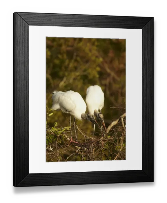 Framed Print : Wood Stork (Mycteria americana) adult pair, bonding behaviour at nestsite in mangrove treetops, Florida, U. S. A