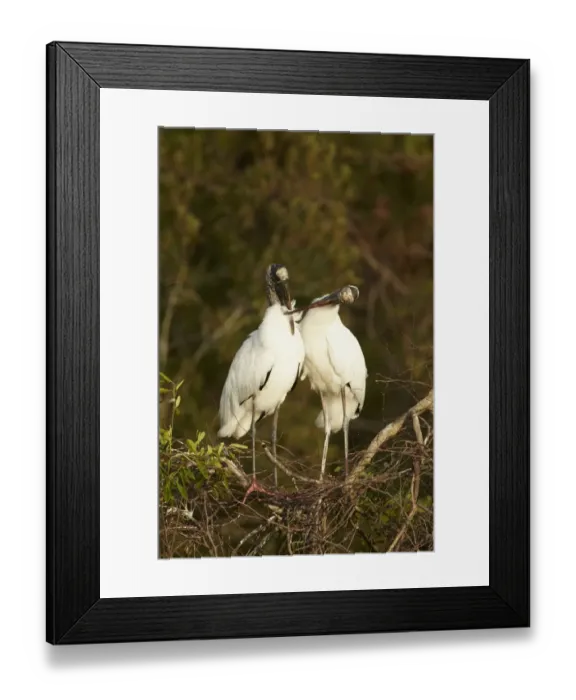 Framed Print : Wood Stork (Mycteria americana) adult pair, mutual preening, bonding behaviour at nestsite in mangrove treetops