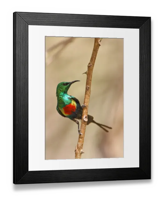 Framed Print : Beautiful Sunbird (Cinnyris pulchella) adult male, perched on twig, Western Division, Gambia, february Framed Print : Beautiful Sunbird (Cinnyris pulchella) adult male, perched on twig, Western Division, Gambia, february
