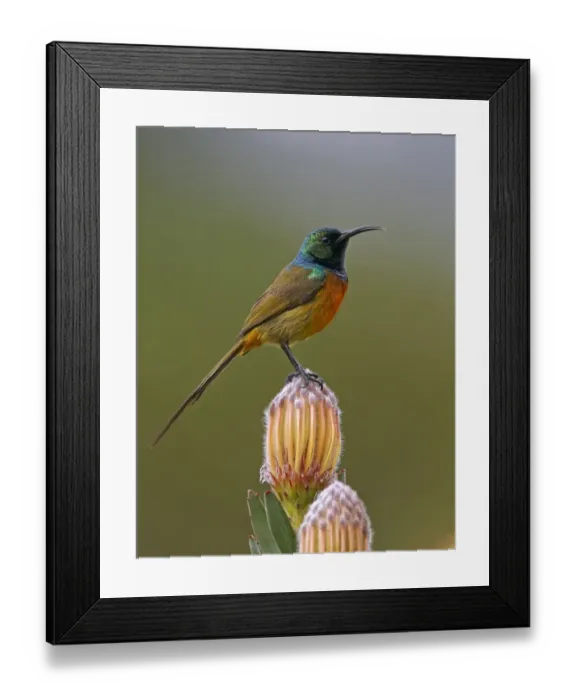Framed Print : Orange-breasted Sunbird (Anthobaphes violacea) adult male, perched on protea flower, Rooi-Els, Western Cape Province