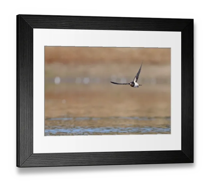 Framed Print : Barn Swallow (Hirundo rustica rustica) juvenile, in flight over pond, Norfolk, England, July Framed Print : Barn Swallow (Hirundo rustica rustica) juvenile, in flight over pond, Norfolk, England, July